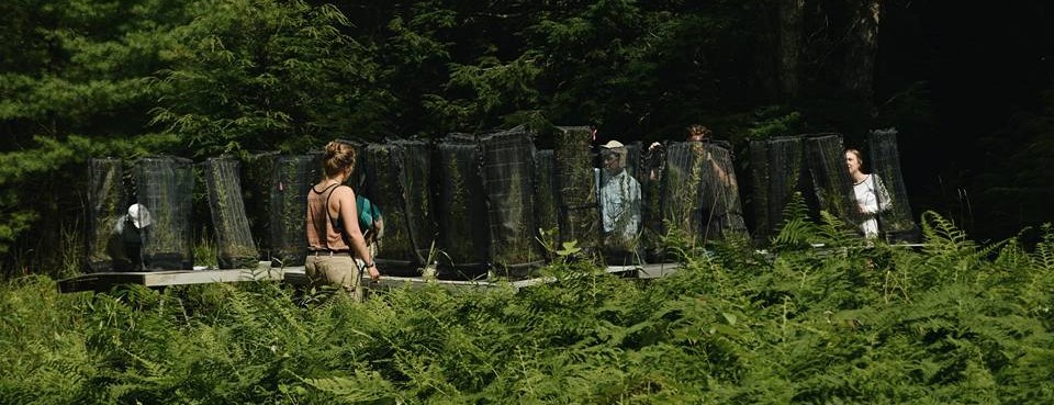 Buy Maze Runner in Forest